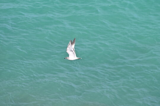 Mouette M&eacute;lanoc&eacute;phale