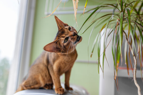 Abyssinian cat biting dracaena leaf indoors, close-up of curious housecat chewing houseplant. Houseplant risks to pets, poisonous plants, pet safety, toxic indoor greenery.