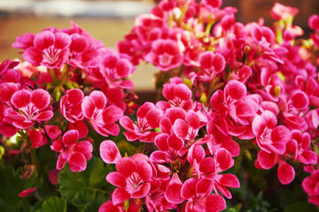  Pelargonie bluszczolistne, Pelargonium peltatum © Marcin Łazarczyk