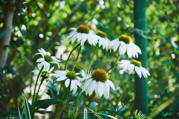Jeżówka, Echinacea Moench © Marcin Łazarczyk