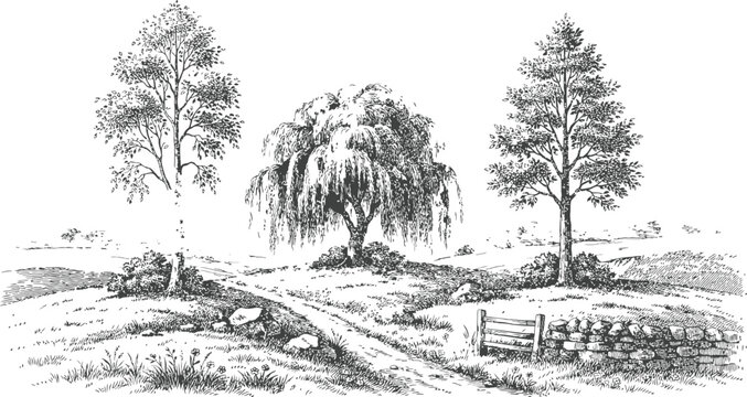 Rustic charcoal sketch of countryside pathway featuring birch trees and weeping willow by stone wall.