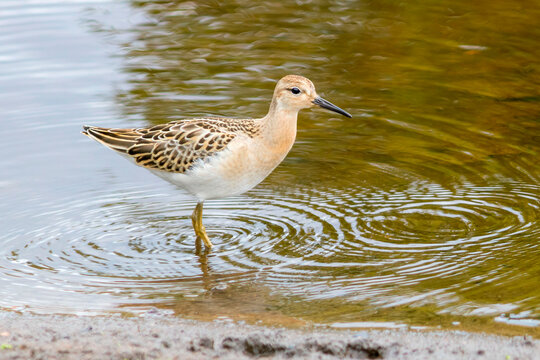 A slender migratory ruff in river water.