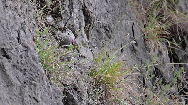 The wallcreeper, 4k video footage on mountain wall (Tichodroma muraria) 