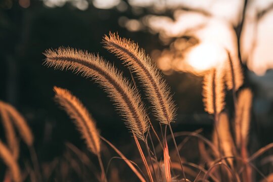Foxtail Grass Glowing in Warm Sunset Light