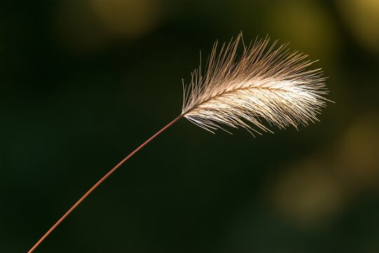 Single Foxtail Grass Stem Backlit Against a Dark Background