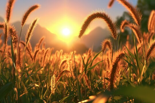 Foxtail Grass Field Backlit by a Low Setting Sun