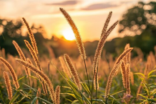 Foxtail Grass Stalks Against Trees in Golden Sunset Light