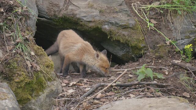Young red fox cub steps out from its den and explores the area around its nest. The scene shows a young animal discovering its surroundings.