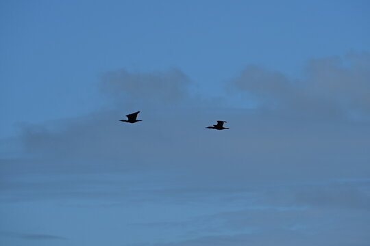 Grand Cormoran