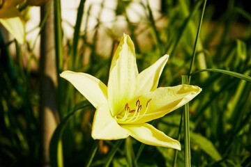 Lilia, Lilium L. © Marcin Łazarczyk