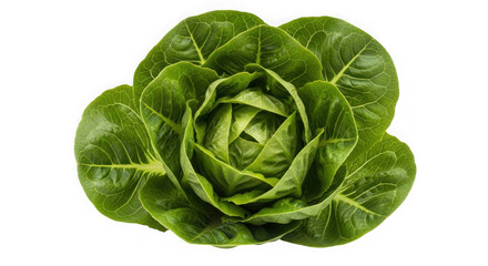 Fototapeta premium Fresh green romaine lettuce head vegetable isolated on transparent background