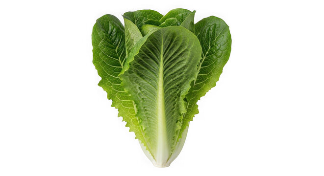 Fresh green romaine lettuce head vegetable isolated on transparent background