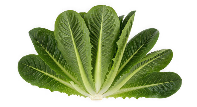 Fresh green romaine lettuce leaves arranged isolated on transparent background