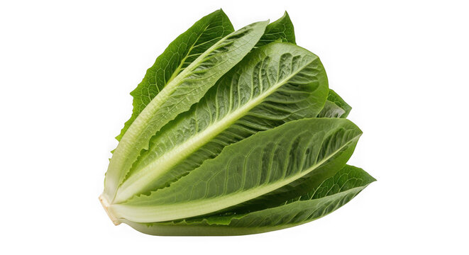 Fresh green romaine lettuce leaves bunch isolated on transparent background