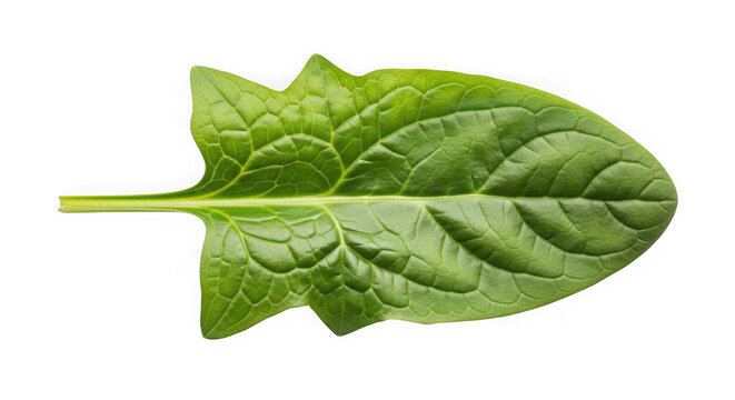 Fresh single green spinach leaf vegetable isolated on transparent background