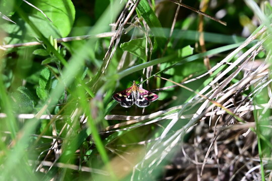 Papillon Pyrauste Violette