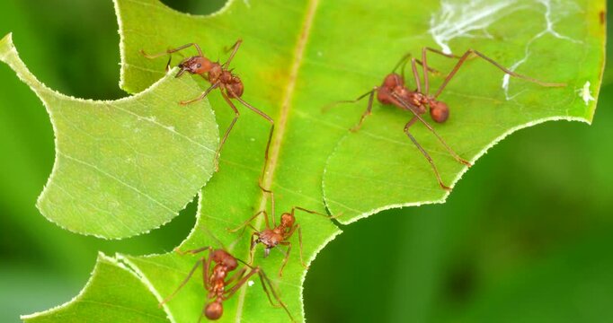 Leaf cutter ants (Atta sp.) cutting leaves .In the rainforest understory, Napo province, Ecuador. The leaf sections are carried back to the nest and used to grow a fungus upon which the ants feed.