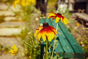 rudbekia dwukolorowa, rudbekia owłosiona, Rudbeckia L. © Marcin Łazarczyk