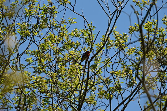 Rougegorge Familier