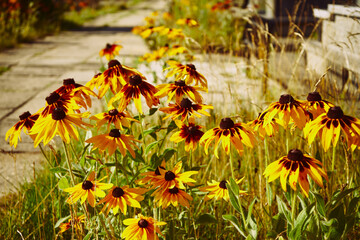rudbekia dwukolorowa, rudbekia owłosiona, Rudbeckia L. © Marcin Łazarczyk