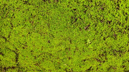 Bright Green Moss Texture with Natural Organic Pattern Background. close-up of natural green moss pattern © phengsstst