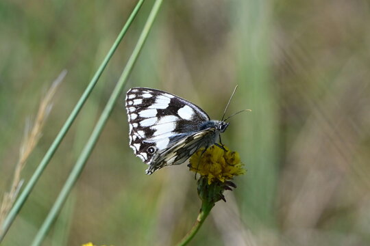 Papillon &Eacute;chiquier Commun