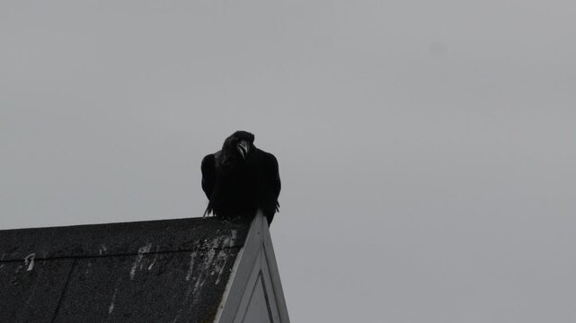 Common Raven Calling from Rooftop in Nuuk Greenland 4K