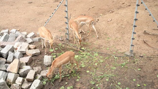 Small Group of Deer Grazing on Fresh Green Fodder in Zoo Habitat