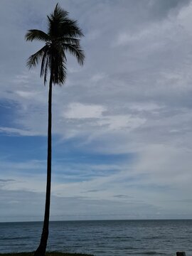 palm tree on the beach