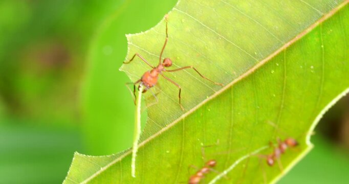 Leaf cutter ants (Atta sp.) cutting leaves .In the rainforest understory, Napo province, Ecuador. The leaf sections are carried back to the nest and used to grow a fungus upon which the ants feed.