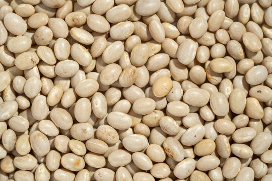 Raw organic white navy beans texture background.