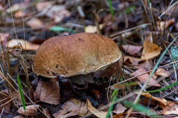 boletus edulis mushroom © CherniView