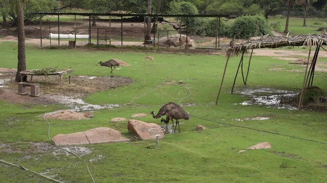 Wide View of Emus Walking Through Lush Zoo Wildlife Habitat