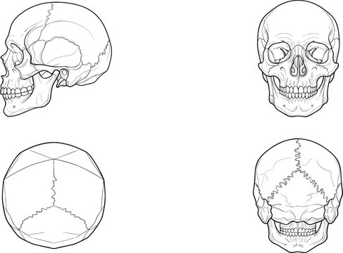 Human skull anatomy vector collection displaying four different angles including front side back and top views