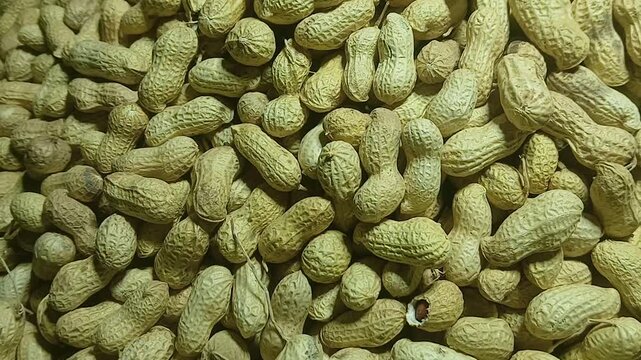 Heap of fresh raw Peanuts in shell