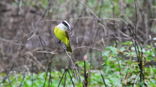 Great Kiskadee is a passerine bird in the tyrant flycatcher, family Tyrannidae, Great Kiskadee, Pitangus sulphuratus, perched on a branch, south wild lodge, Pantanal, Cuiab&agrave;, Mato Grasso du Nord, Mato