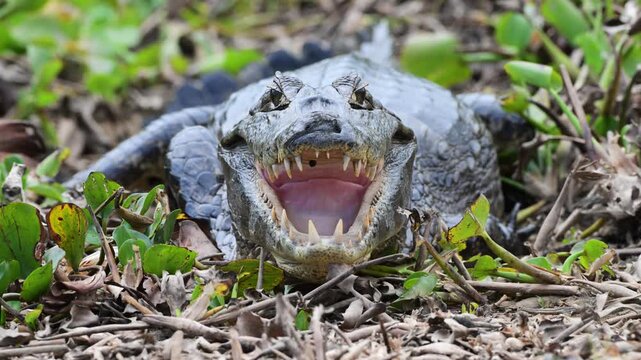 Yacar&eacute;, Caiman, Caiman yacar&eacute;,  tick inside the mouth, tick,  Yawning, Open Mouth, Teeth, Aggressive, Defensive,  It feeds on crustaceans, mollusks, fish, reptiles, and small mammals, Port Jofr&egrave;, Pant