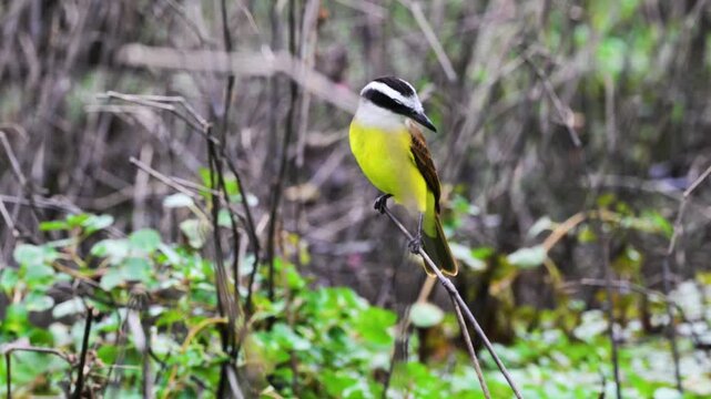 Great Kiskadee is a passerine bird in the tyrant flycatcher, family Tyrannidae, Great Kiskadee, Pitangus sulphuratus, perched on a branch, south wild lodge, Pantanal, Cuiab&agrave;, Mato Grasso du Nord, Mato