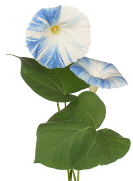 Morning Glory flower