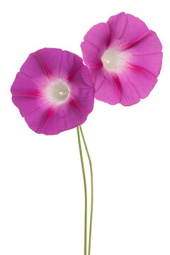Morning Glory flower