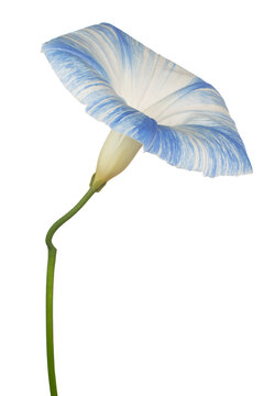ipomoea flower isolated