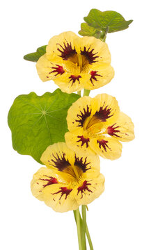 nasturtium flower isolated