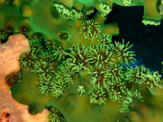 Green Coral Polyps Close Up on Tropical Reef © Andrea