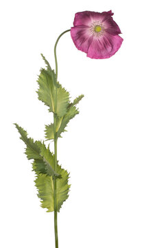 poppy flower isolated