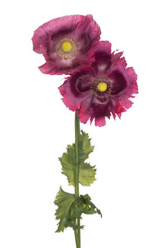 poppy flower isolated