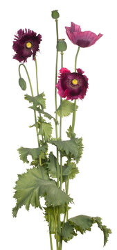 poppy flower isolated