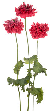 poppy flower isolated