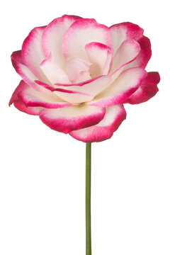 rose flower isolated