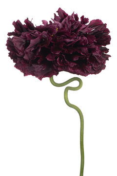 poppy