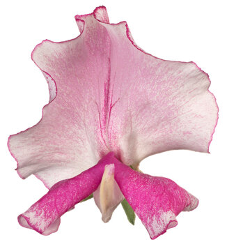 sweetpea flower